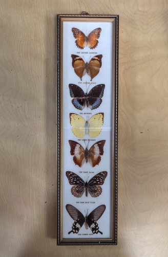 Cadre entomologique papillons - cadre,