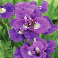 Iris Rhizome Plante vivace