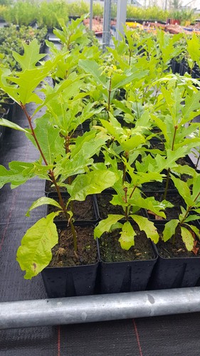Quercus palustris chêne des - chêne,