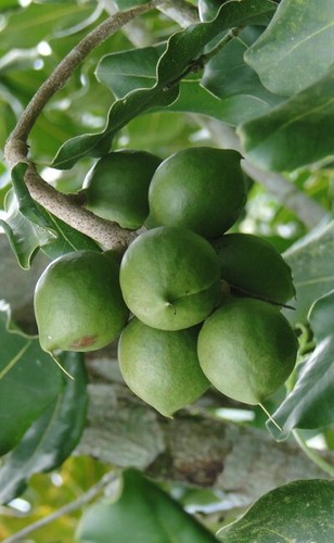 Noyer macadamia - ♫,