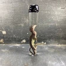 #5 - Spécimen humide de gecko