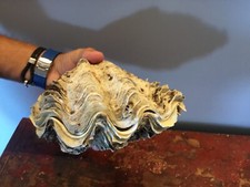 GROS  COQUILLAGE BENITIER