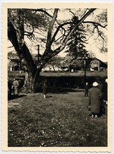 Arbre paysage jardin parc réunion famille - 2 photos anciennes an. 1950