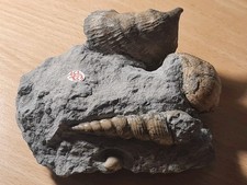Gasteropodes Terebra +