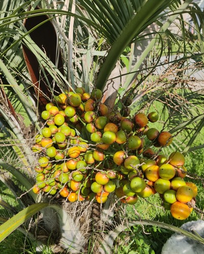 Pindo palm jelly - pindo, |