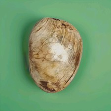 Bivalve clam poisson fossile Mercenaria poli 150,50 g / 7,5 cm- Madagascar