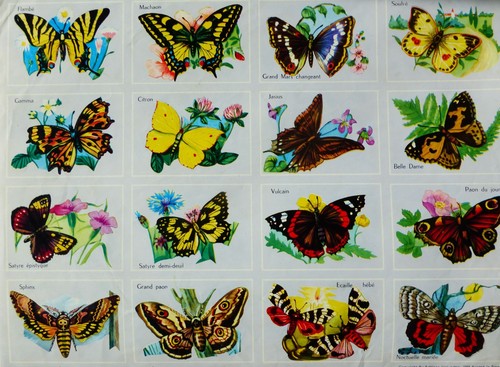 Planche papillons editions - papillons,