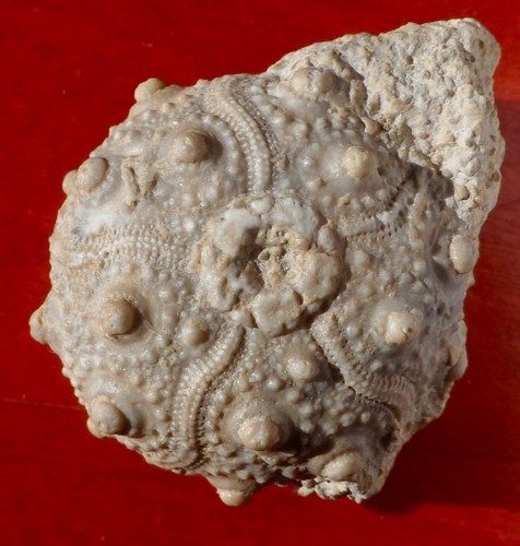 Oursin fossile jurassique - oursin,