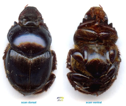 Scarabaeidae helictopleurus - scarabaeidae,