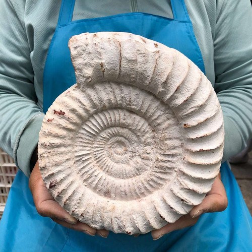48lb rare natural - 4.48lb, tentacle