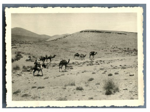 Maroc caravane dans sud - caravane, le