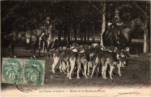 Chasse courre meute de - courre,