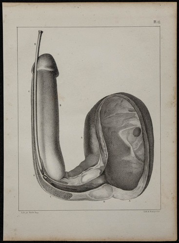 1839 planche anatomie - d'anatomie, &