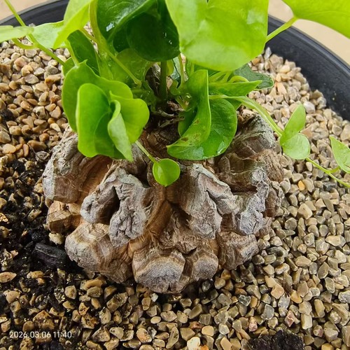 Sale rare plant cacti - plant,