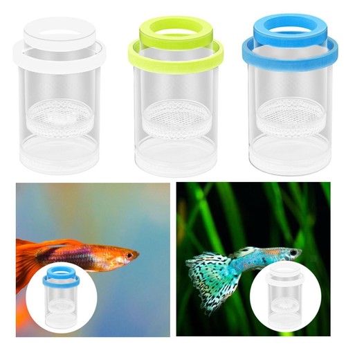 Fish isolement - fish,