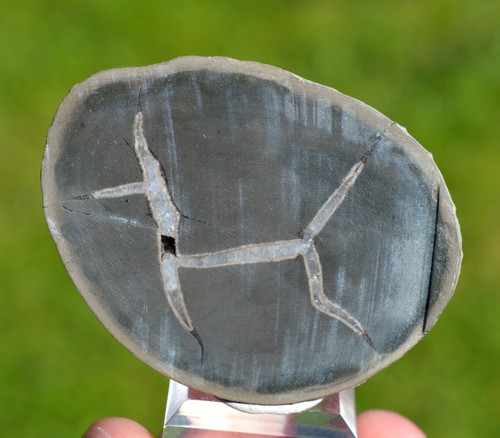 Septaria 111 grammes - ,