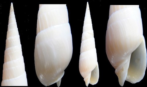 Coquillage collection - coquillage,