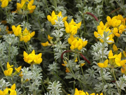Graines lotus creticus - graines,