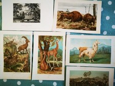 19 me siècle 6 GRAVURES
