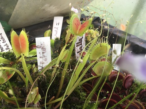 Plantes carnivores dionaea - plantes,