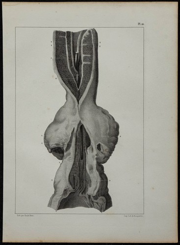 1839 planche anatomie - -, d'anatomie