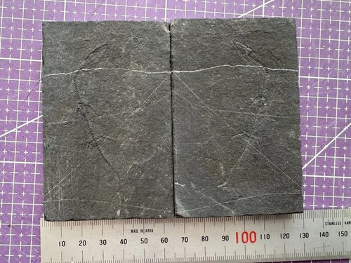 Fossile keichousaurus - 🦎fossile, de