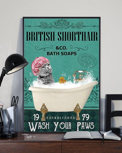 British shorthair cat - british, co
