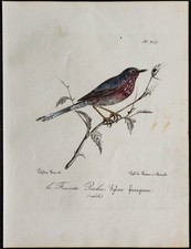 1830 - Fauvette pitchou -