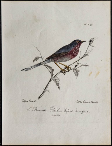 1830 fauvette pitchou - -,