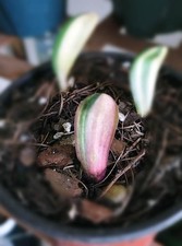 One leaf Baby Blood Variegated