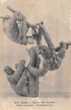 75-PARIS JARDIN DES PLANTES PARESSEUX-N�4225-G/0363