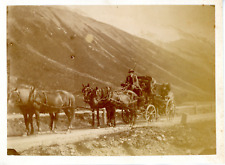 Attelage, chevaux, calèche