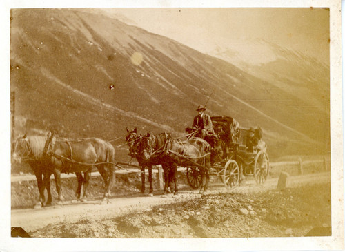 Attelage chevaux calèche - chevaux,,