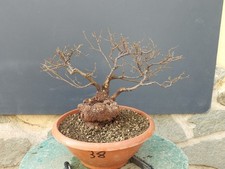 Bonsaï orme champêtre en pot 34 x 16 cm plante articulée arbre pré bonsaï...