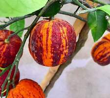 Citrus x aurantium 'Arcobal' - Oranger amer | Orange de Séville