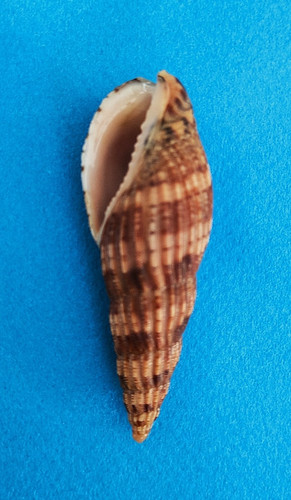 Lyria solangeae - , mm