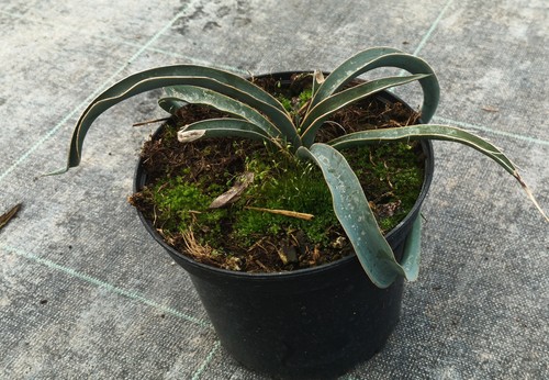 Yucca harrimaniae - harrimaniae, /