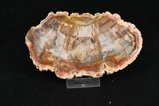 Bois petrifié du Madagascar