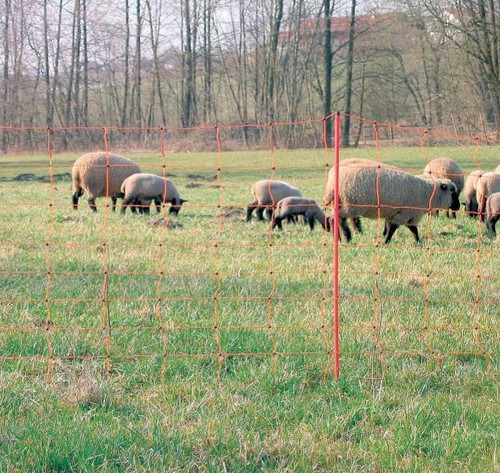 Ama rete pour moutons clôture - ama,