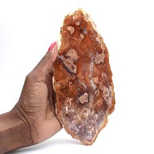 Tranche de bois pétrifié poli, petit ornement fossile, Madagascar 455gr 200mm