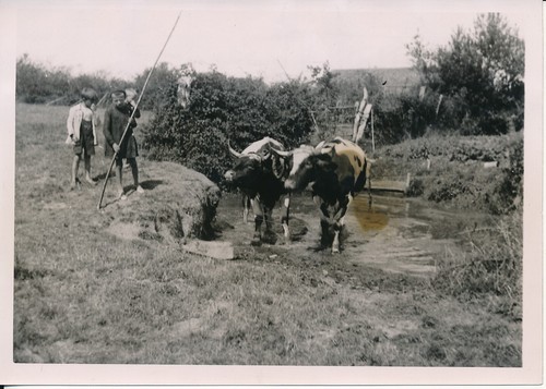 Vendee 1935 attelage de - vendee,