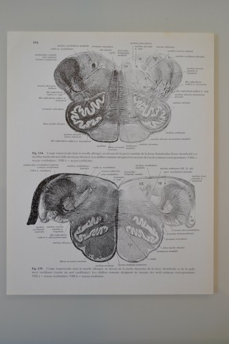 Planche anatomie humaine - planche, d'anatomie