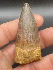 2,44 " / 6,2 Cm Nice