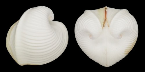 Coquillage collection - coquillage,