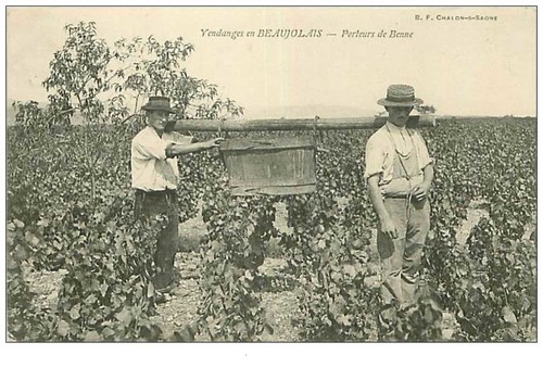 Vendanges en - 69.vendanges,