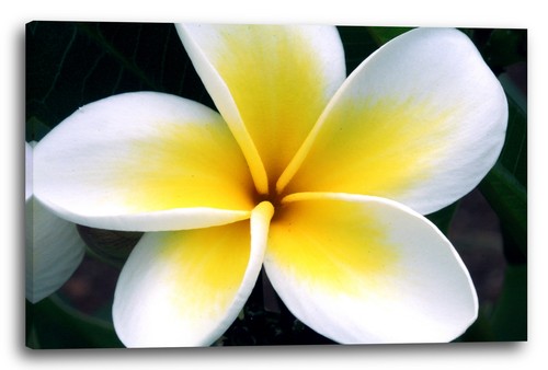 Toile cadres photos fleurs - toile/cadres,