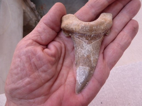 Dent fossilisee otodus - dent,