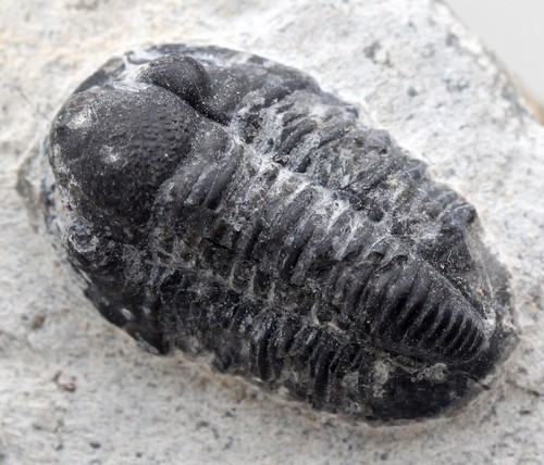 Trilobite phacops fossil - fossil, sea