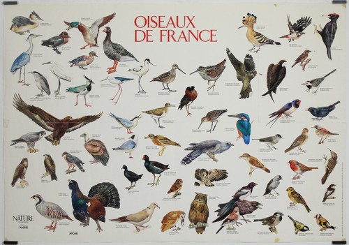 Oiseaux france 1985 affiche - oiseaux,