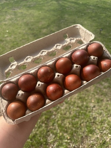 Dozen pure black copper - dozen, marans